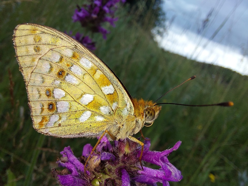 Argynnis adippe - ezüstös gyöngyházlepke