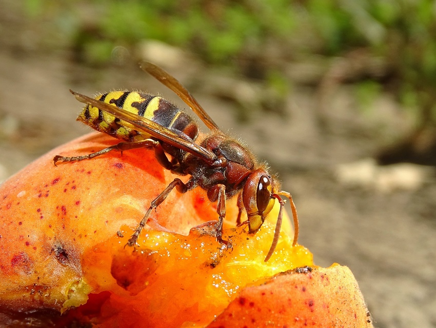 Vespa crabro - lódarázs
