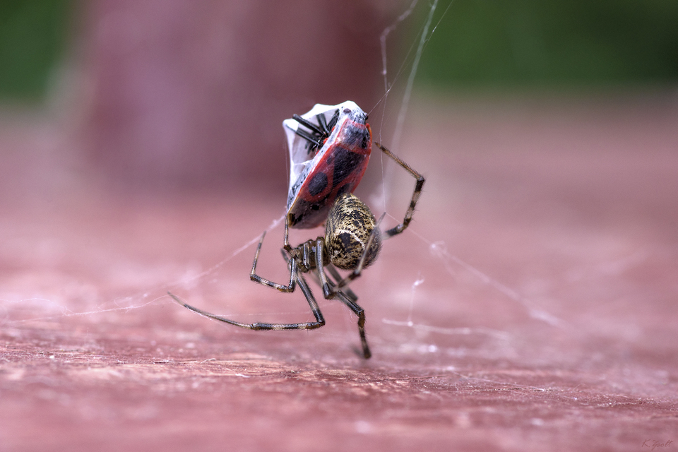 Parasteatoda tepidariorum - üvegházi törpepók