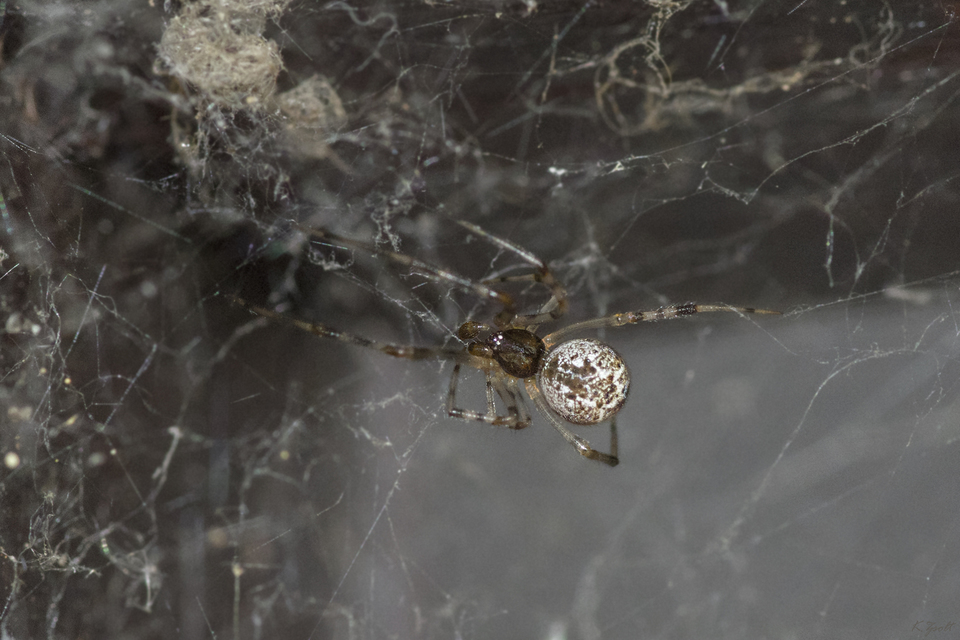Parasteatoda