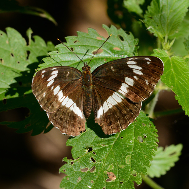 Limenitis camilla - kis lonclepke