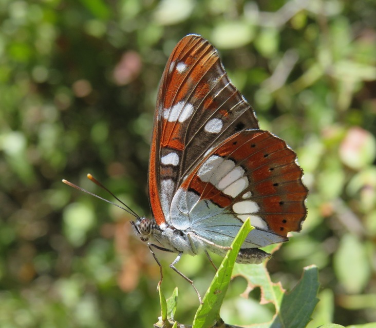 Limenitis reducta - kék lonclepke