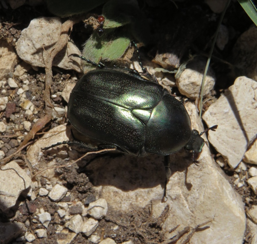 Protaetia angustata