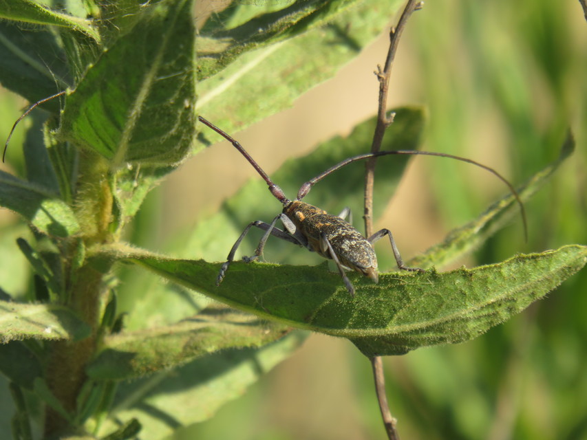 Monochamus galloprovincialis pistor - foltos fenyvescincér
