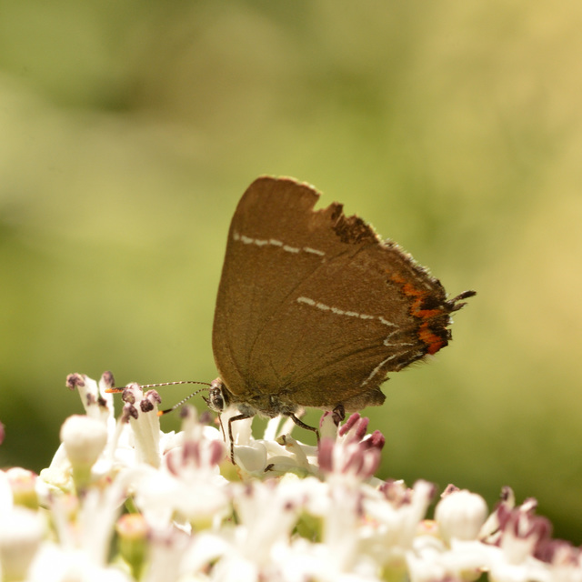 Satyrium w-album - szilfa-csücsköslepke