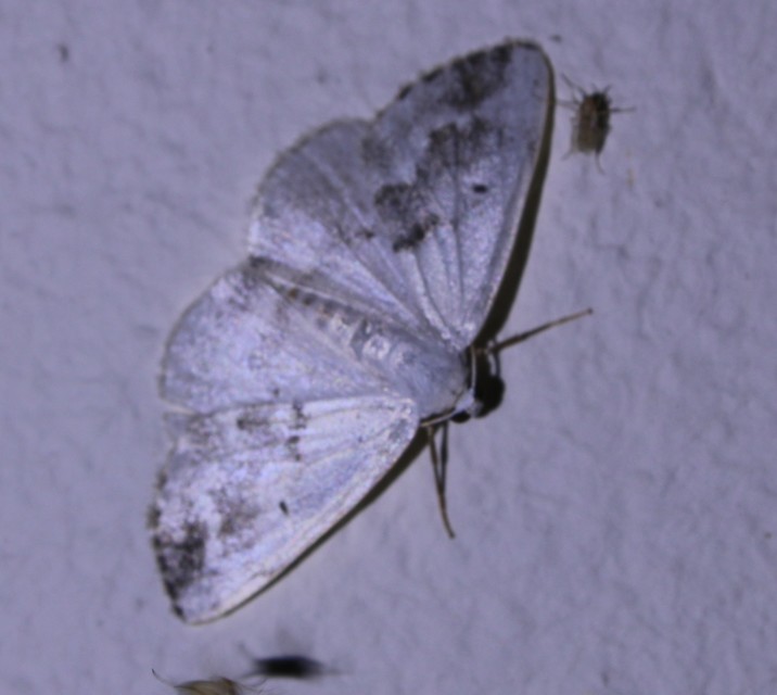Lomographa temerata - foltos fehéraraszoló