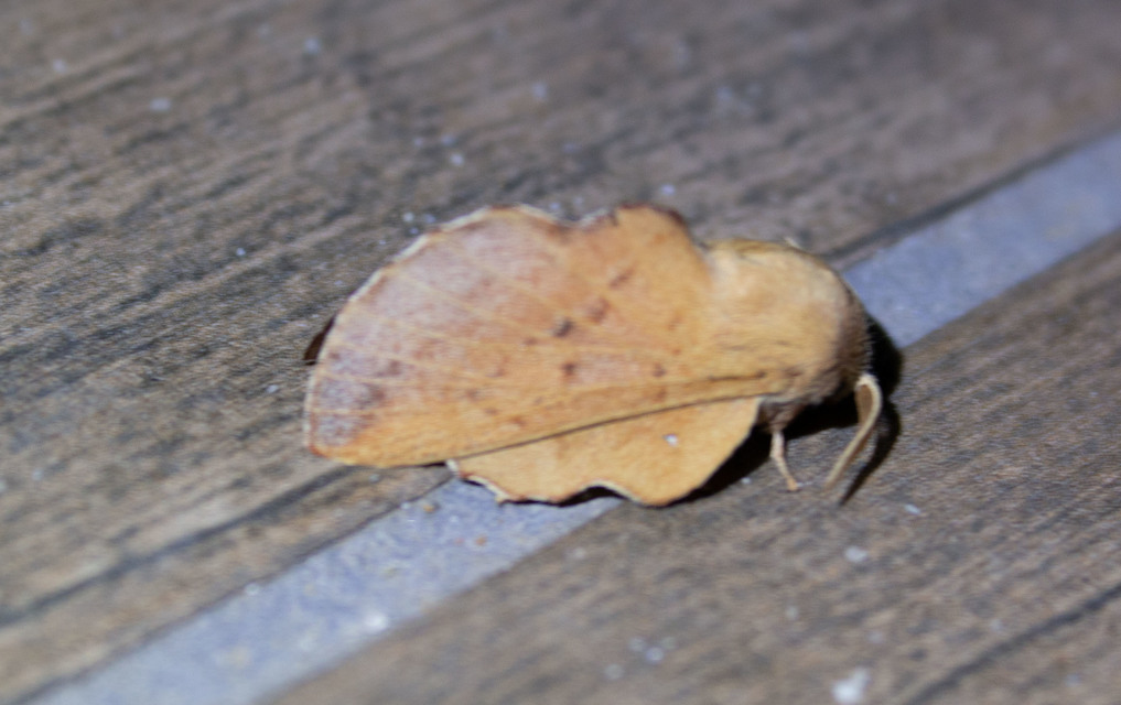 Phyllodesma tremulifolia - nyárlevélpohók