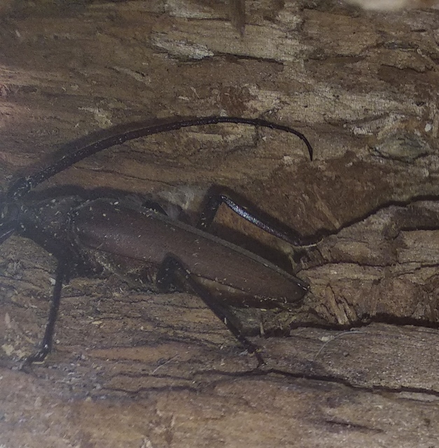 Aegosoma scabricorne - diófacincér