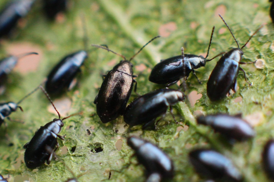 Phyllotreta