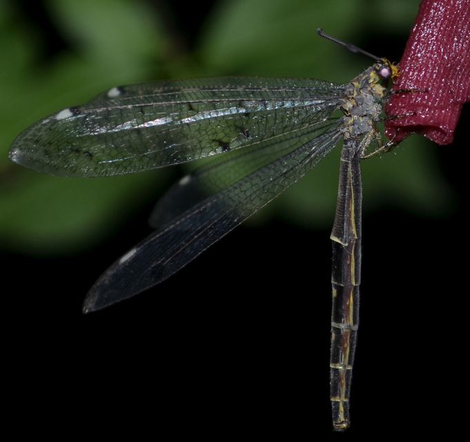 Distoleon tetragrammicus - négyfoltos hangyaleső