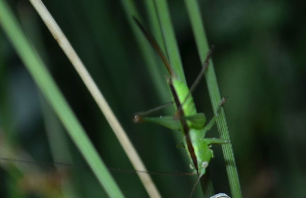 Conocephalus fuscus - kis kúpfejűszöcske