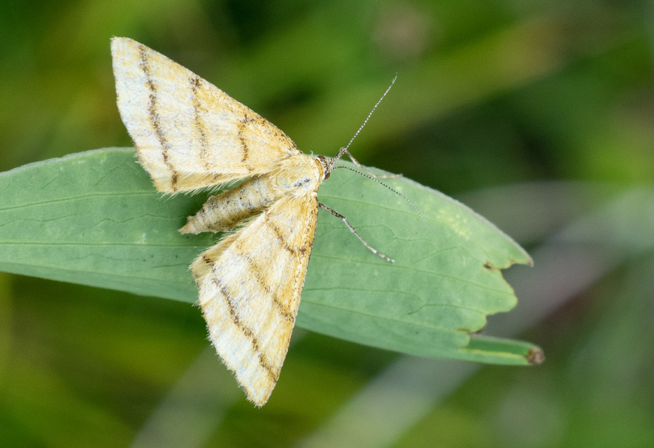 Idaea aureolaria - aranyos sávosaraszoló