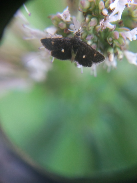 Heliothela wulfeniana - fényes kormosmoly