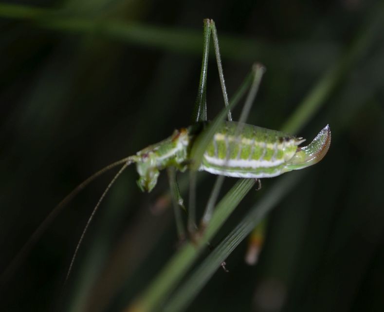 Leptophyes albovittata - közönséges virágszöcske
