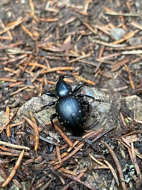 Liparus glabrirostris - közönséges acsalapuormányos