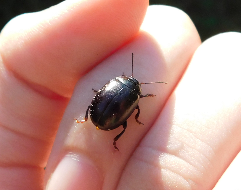 Chrysolina sturmi - vöröslábú levelész