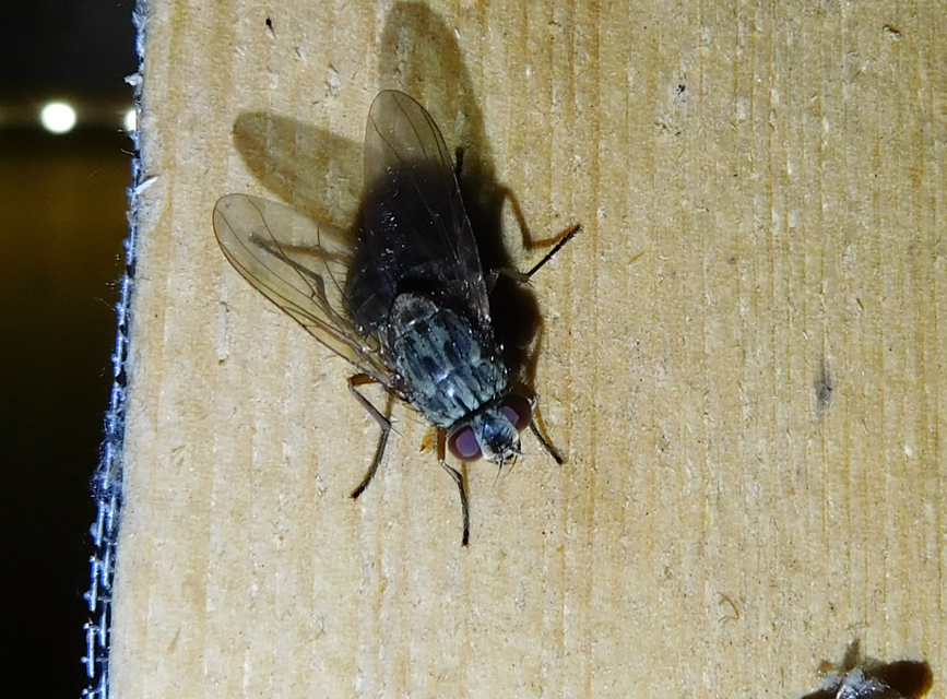 Muscidae - igazi legyek