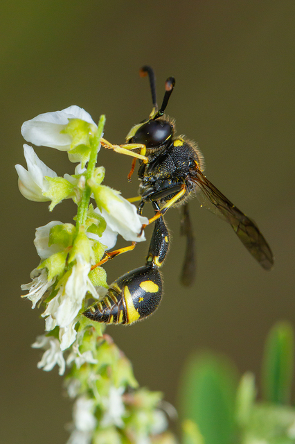 Eumenes papillarius