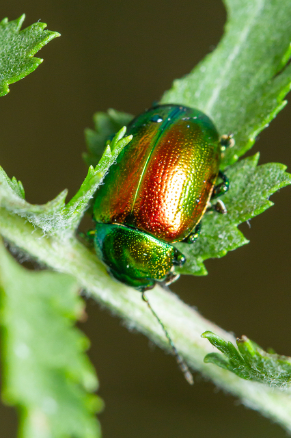 Chrysolina graminis - zöld varádicslevelész