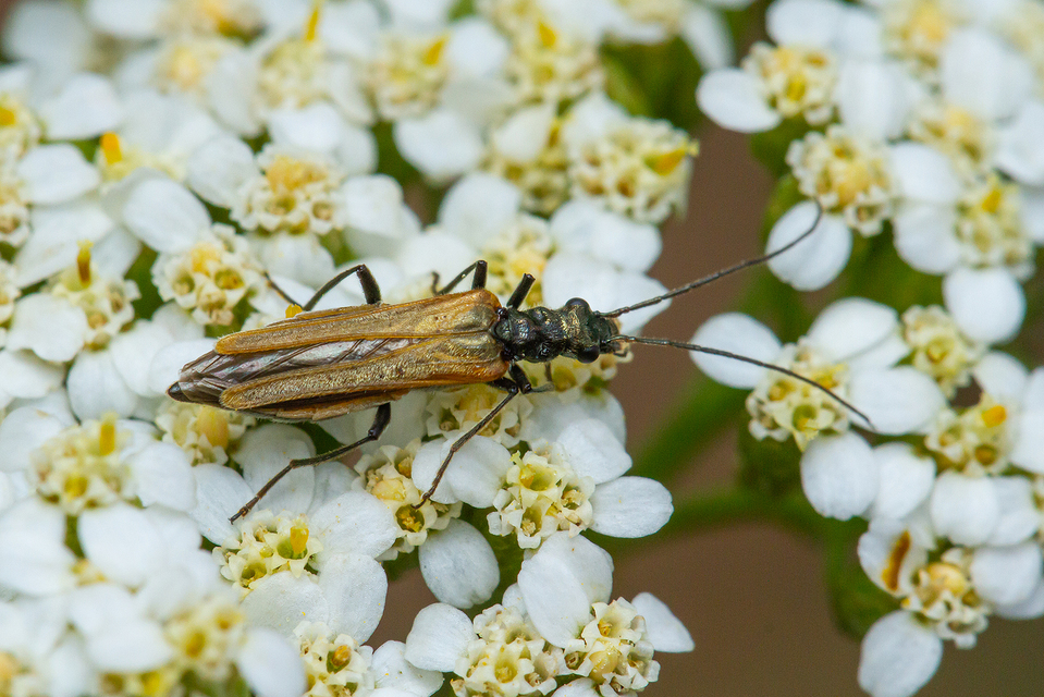 Oedemera femorata - sárgahátú álcincér
