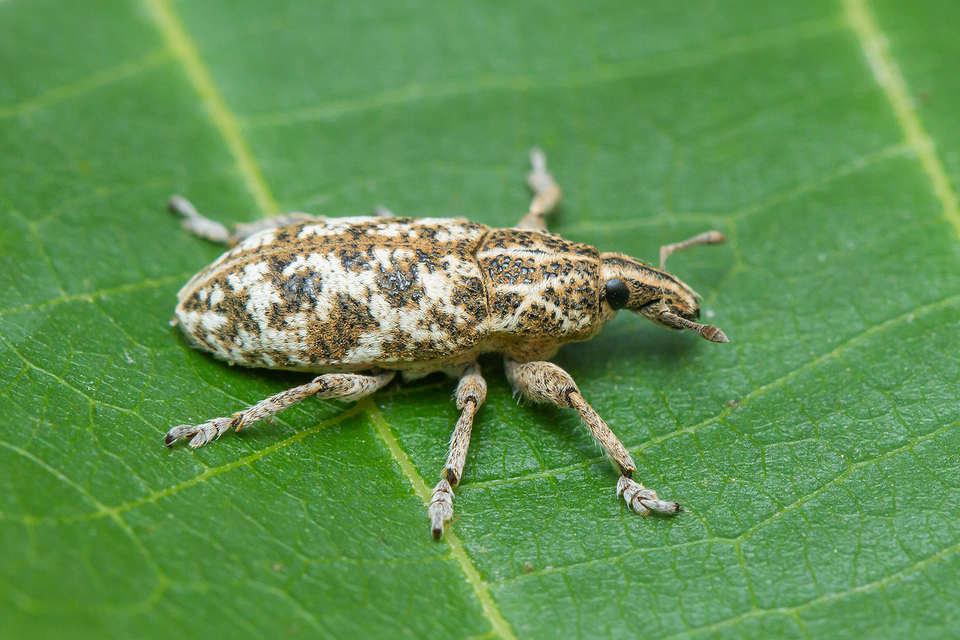 Cyphocleonus dealbatus - márványos barkó