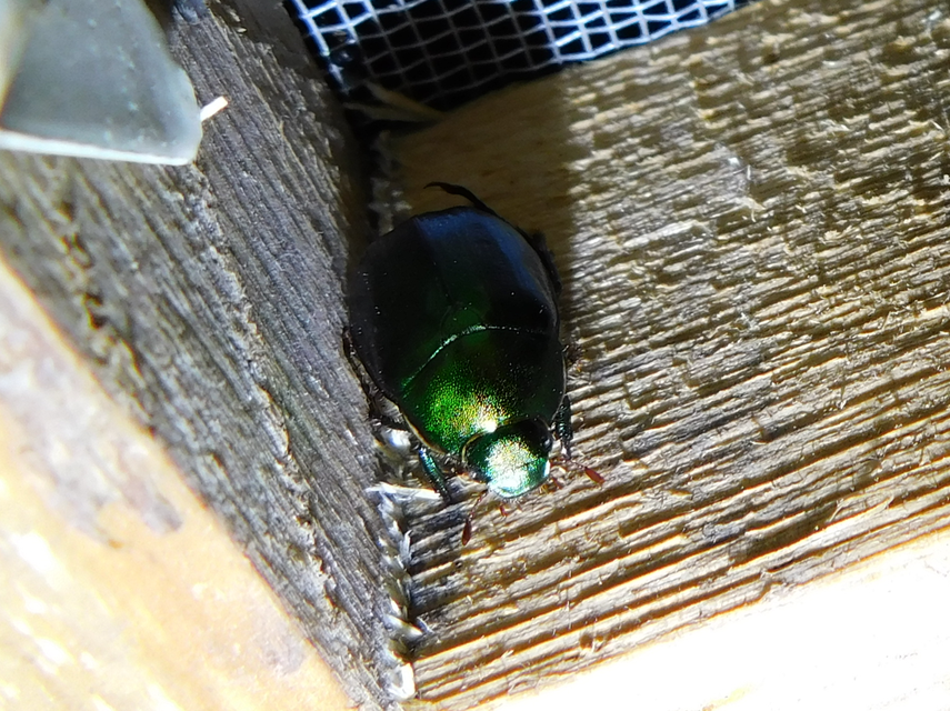 Anomala vitis - nagy fináncbogár