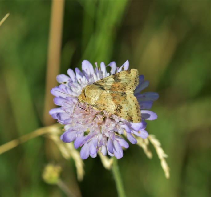 Heliothis adaucta - somkóróbagoly