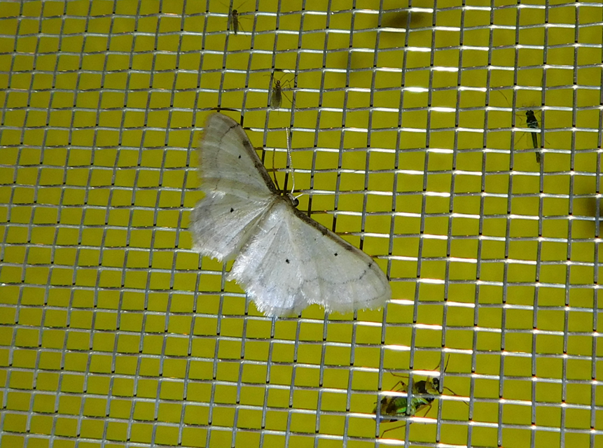 Idaea politaria - vonalas apróaraszoló