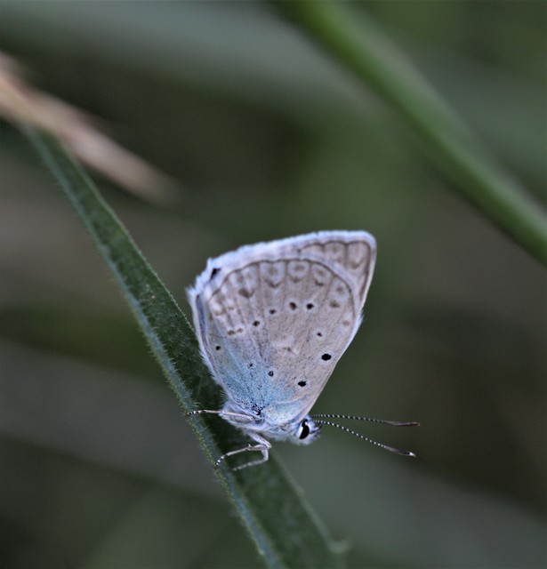 Polyommatus daphnis - csipkés boglárka