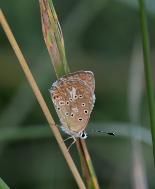 Polyommatus daphnis - csipkés boglárka