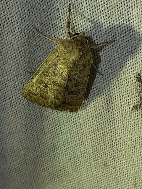 Hoplodrina octogenaria - barna selymesbagoly