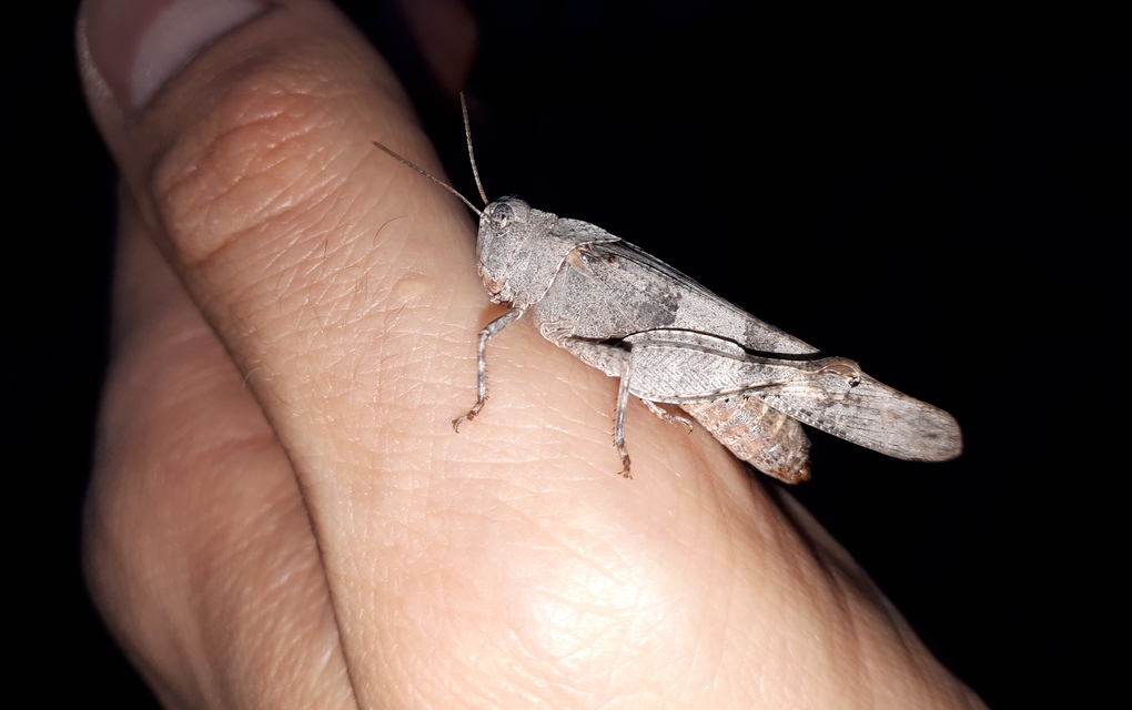 Oedipoda caerulescens - kékszárnyú sáska