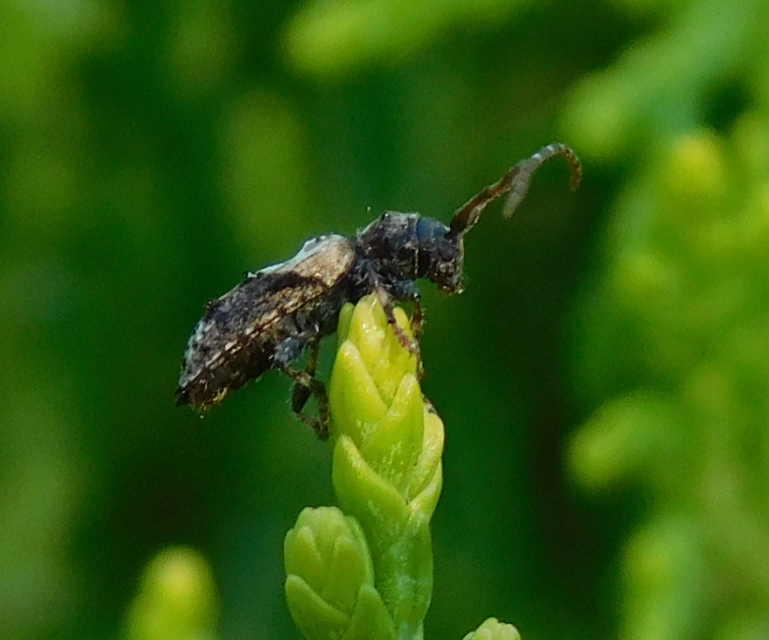 Pogonocherus