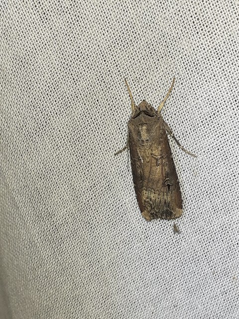 Agrotis ipsilon - nagy földibagoly