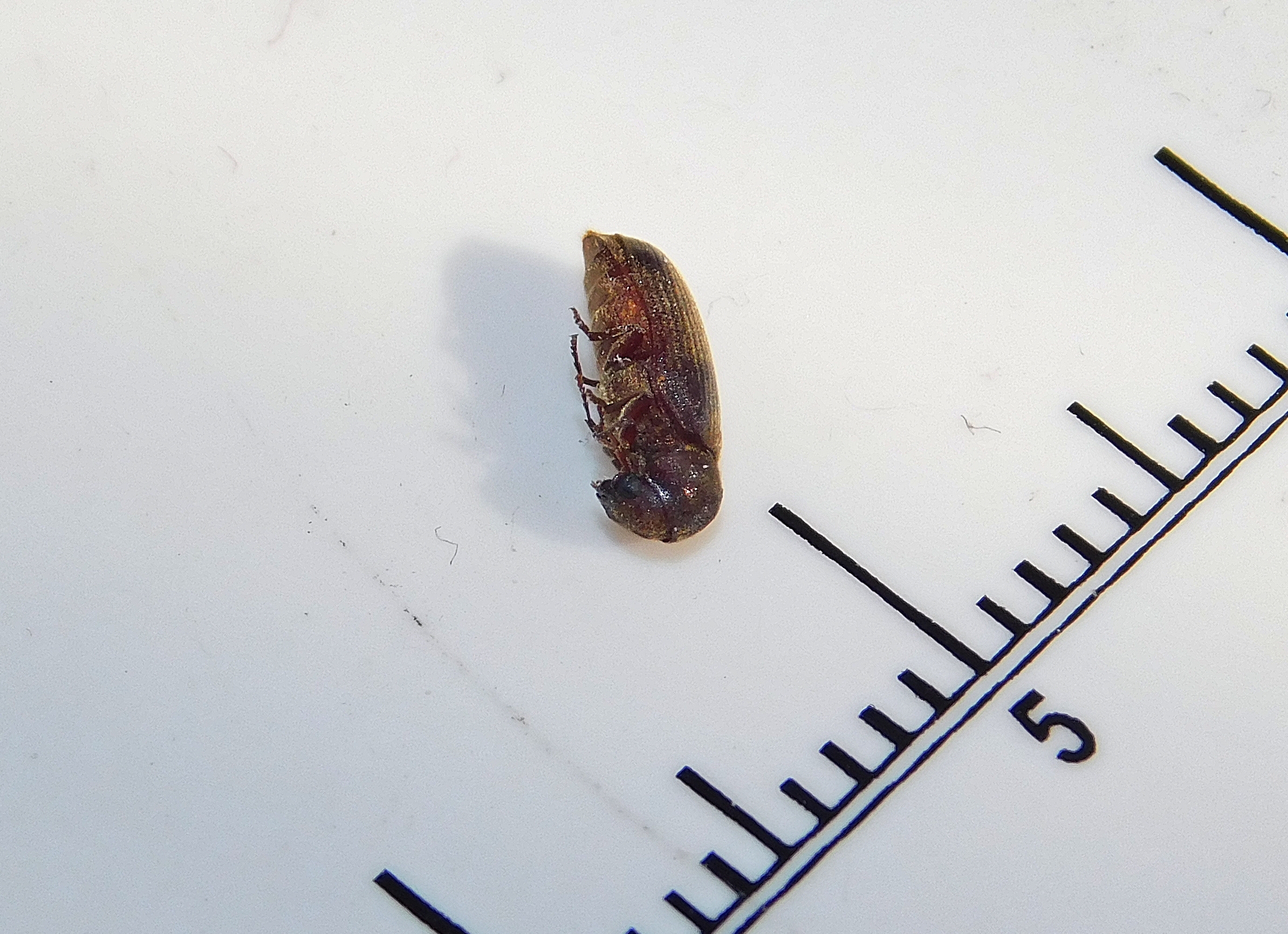 Oligomerus
