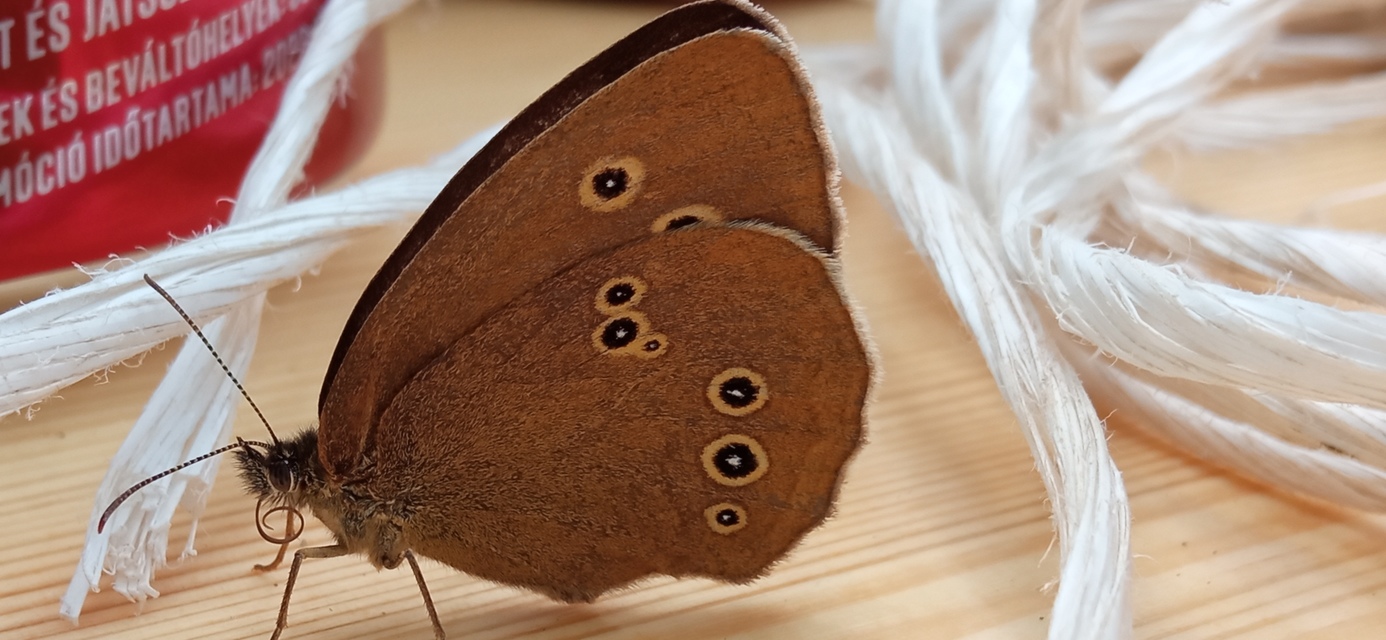 Aphantopus hyperanthus - közönséges ökörszemlepke