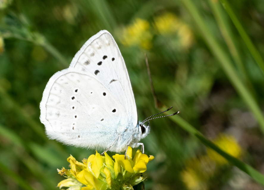 Polyommatus daphnis - csipkés boglárka