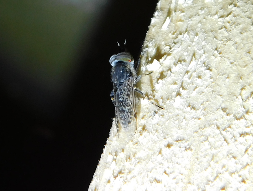 Haematopota