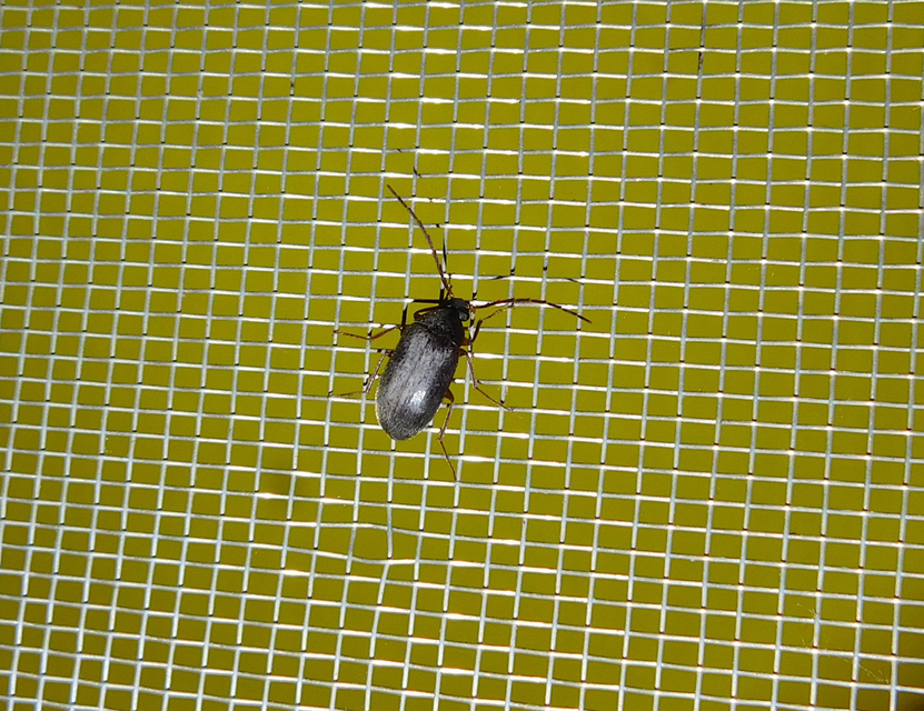 Hymenalia rufipes - rőtlábú alkonybogár
