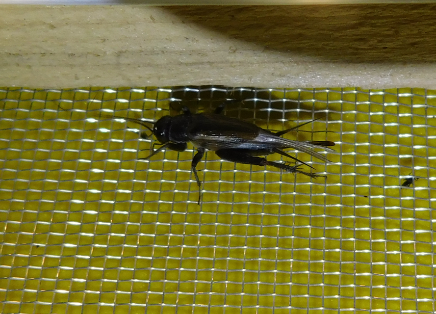 Eumodicogryllus bordigalensis - bordói tücsök