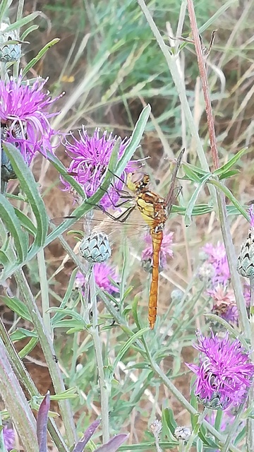 Sympetrum striolatum/vulgatum