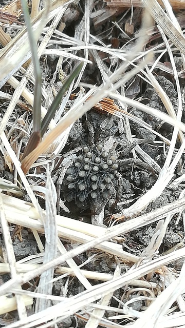 Alopecosa