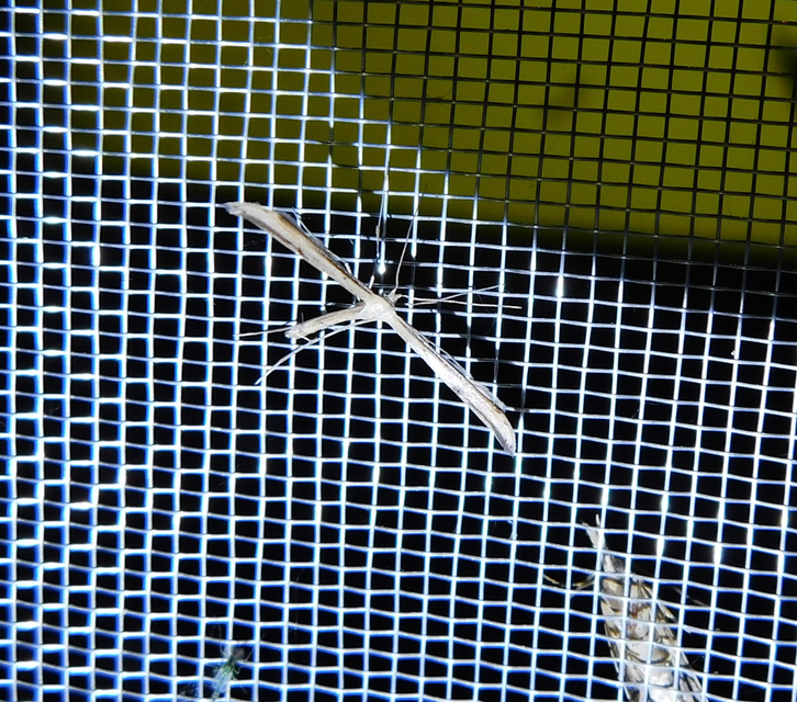 Emmelina monodactyla/argoteles