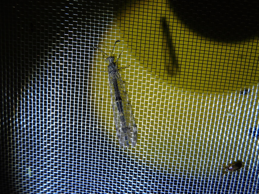 Distoleon tetragrammicus - négyfoltos hangyaleső