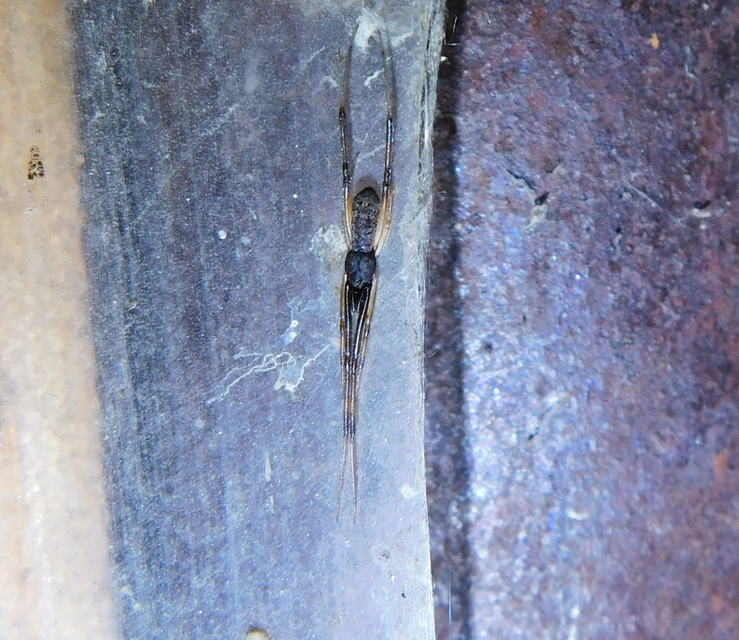 Episinus angulatus