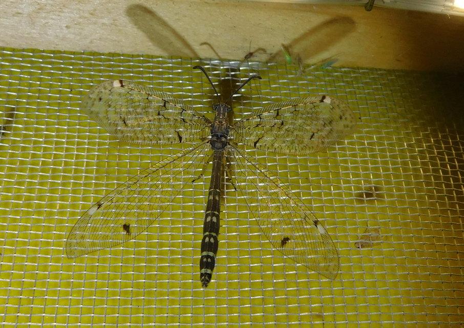 Distoleon tetragrammicus - négyfoltos hangyaleső
