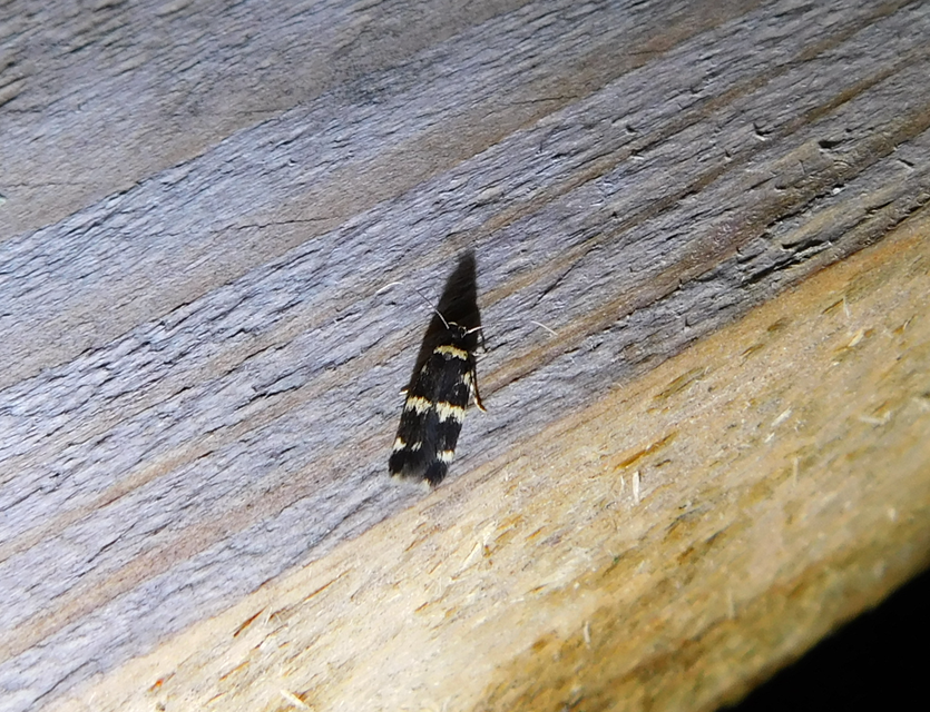 Oegoconia