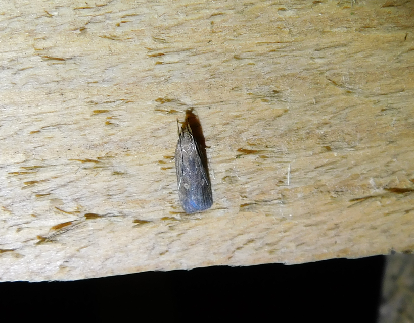 Helcystogramma triannulella - szuláksodró lápimoly