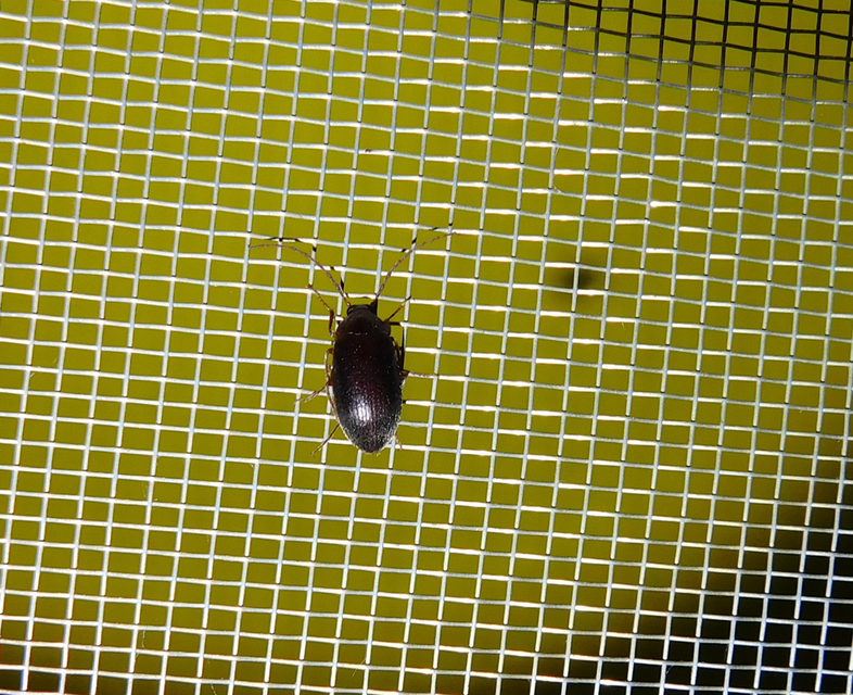 Hymenalia rufipes - rőtlábú alkonybogár