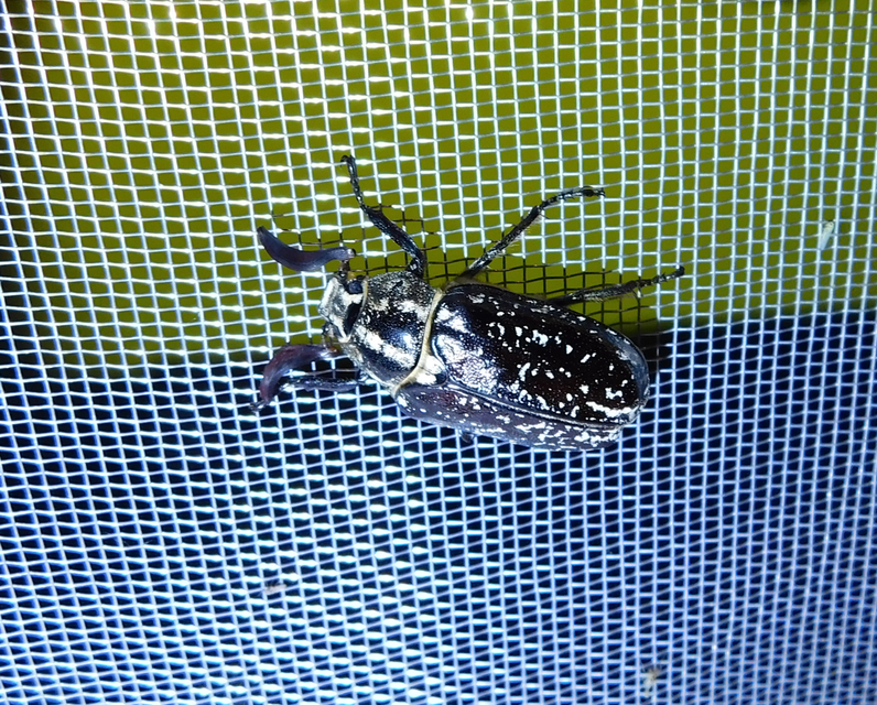 Polyphylla fullo - csapó cserebogár